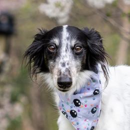 Fable - Silken Windhound