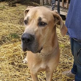 Great Danes from Southern Ohio Great Danes