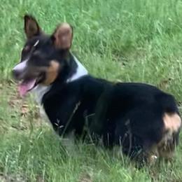 Pembroke Welsh Corgis from Robbie's Hobby Corgi's
