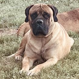 Sarge  - Bullmastiff