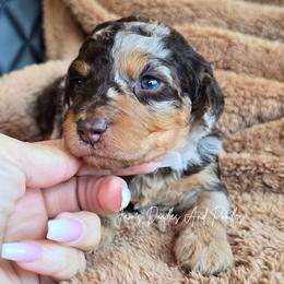 Maturity - Brown merle female Aussiedoodle puppy in Cleveland, Georgia from Jam's Doodles And Poodles