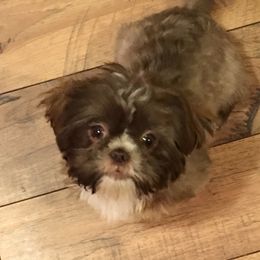 Isobel - Shih Tzu