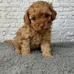 Rosie - Red  female Poodle puppy in Riverside, California from Red Toy Poodle World