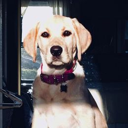 Labrador Retriever Puppies from Warnow Labradors