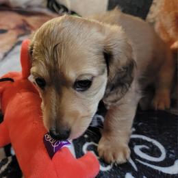 Reba. (MH Dapple) - Dapple female Dachshund puppy in Terlton, Oklahoma from CLARK'S BREEDING PROGRAM
