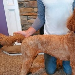 Pembroke Welsh Corgis and Poodles from Windy Willows