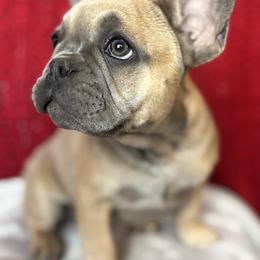 Rosalita - Blue fawn female French Bulldog puppy in Indian Springs, Nevada from Spinner puppies