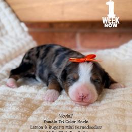 Jovial - Blue merle female Bernedoodle puppy in Orange, Texas from Walk with Me Doodles
