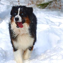 Adak - Australian Shepherd