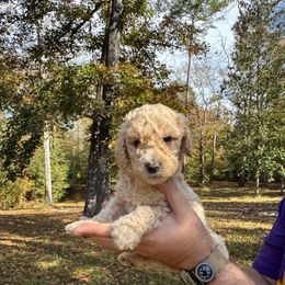 Koda - Cream male Poodle puppy in Osyka, Mississippi from Southern Sunshine Standards