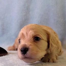 Boy 2 - male Dachshund puppy in Mt. Sterling, Illinois from Doxie Do's