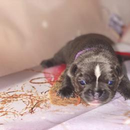 French Bulldog Puppies from Lovemyfrenchies