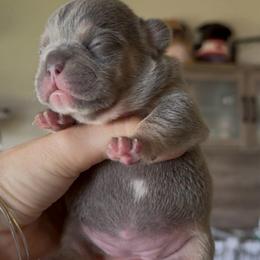Lilac and Tan Female - Tricolors female French Bulldog puppy in Gulf Breeze, Florida from SW Frenchies