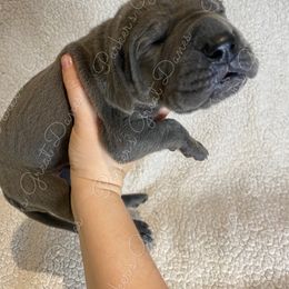 Great Dane Puppies from Parker's Great Danes