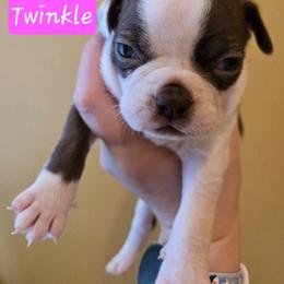 Twinkle - Red female Boston Terrier puppy in Omaha, Illinois from Puppi Guppies