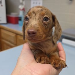Turtle - Dapple male Dachshund puppy in West Plains, Missouri from Spring Creek Dachshunds