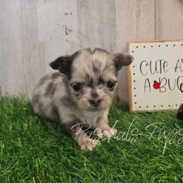 Lady Luck - Blue merle female Chihuahua puppy in Bowdon, Georgia from Paschal's Pups