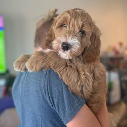 Harvey - Red  male Goldendoodle puppy in Maricopa, Arizona from AZ Designer Goldendoodles