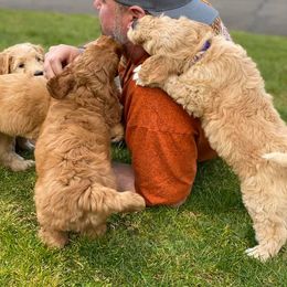 Australian Labradoodle Puppies from Beaver State Labradoodles
