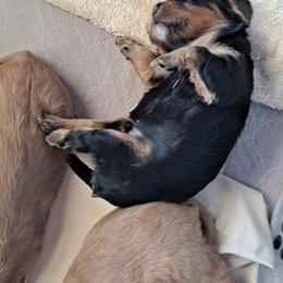 Cavalier King Charles Spaniel Puppies from JNJ Royal Cavaliers
