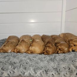 Cavapoo puppies from Prince Pups