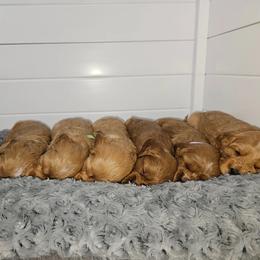 Cavapoo puppies from Prince Pups