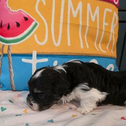 Enzo - Chocolate male Havanese puppy in Hawthorne, Florida from Havanese Acres
