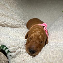Goldendoodle Puppies from PurdyDoodles