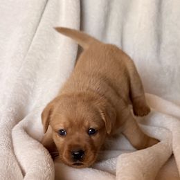 Maizey - Yellow female Labrador Retriever puppy in Hudson, New York from Hudson Valley Labradors