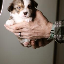 Daniel - Sable male Pembroke Welsh Corgi puppy in South Otselic, New York from Ridge Top Corgis