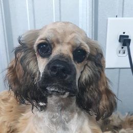 Sunny - Cockapoo