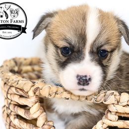 Bluey - Red Pembroke Welsh Corgi puppy in Stilwell, Oklahoma from Barton Farms Corgis