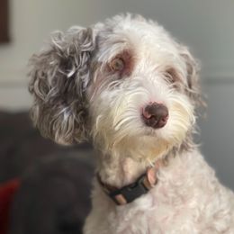 Rigby - Aussiedoodle