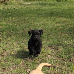 Diamond - Black Labrador Retriever puppy in Waco, Texas from Ancient Dogges
