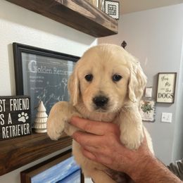 Male 3 (Brown collar) - Light golden male Golden Retriever puppy in Rainier, Washington from Hanson’s NW Goldens & Doodles