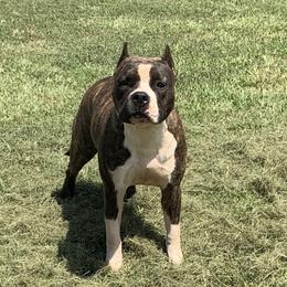 Munch - American Staffordshire Terrier