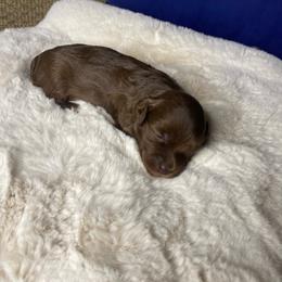 Sally, lighter chocolate no white - Chocolate female Havapoo puppy in Tropic, Utah from Lady Paws-Kara
