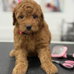 Faith - pink collar - Red  female Goldendoodle puppy in Yuciapa, California from AlltheDoodlez_