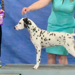 Dalmatians and Great Danes from JGD Great Danes & JGD Fyrehouse Dals (Fyredals)