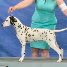 Dalmatians and Great Danes from JGD Great Danes & JGD Fyrehouse Dals (Fyredals)