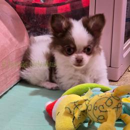 Cannoli 3200 Ready Now - Chocolate and white male Chihuahua puppy in Piqua, Kansas from Cute As A Cupcake Chihuahuas