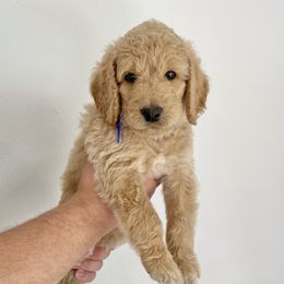 Bernedoodle Puppies from Bruce and Emma Doodles