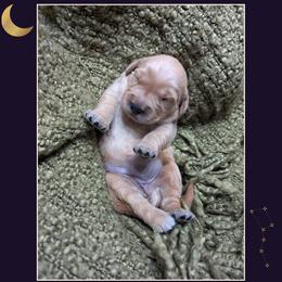Girl 1 - Golden female Golden Retriever puppy in Buckley, Washington from Chrysus Spirit Goldens