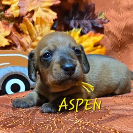 Aspen - Red female Dachshund puppy in Blair, Oklahoma from North Fork Doxies-Okla