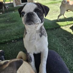 Max - Pug