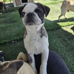Max - Pug