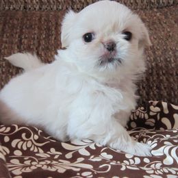 Boy 1 - White male Pekingese puppy in Birdseye, Indiana from Poochie's Pekes