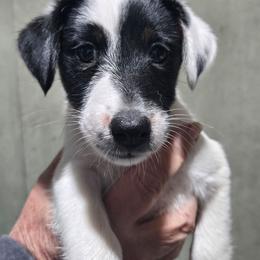 Reece - White black and tan female Smooth Fox Terrier puppy in Lake City, Florida from Providence Kennels