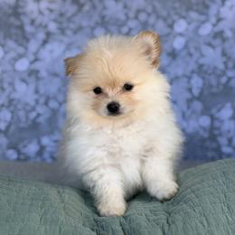 Chihuahua and Pomeranian Puppies from Luxe Paradise House of Chi