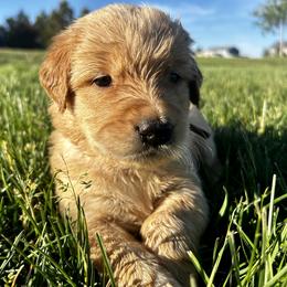 Strudel - Golden female Golden Retriever puppy in Peyton, Colorado from Jana Belanger